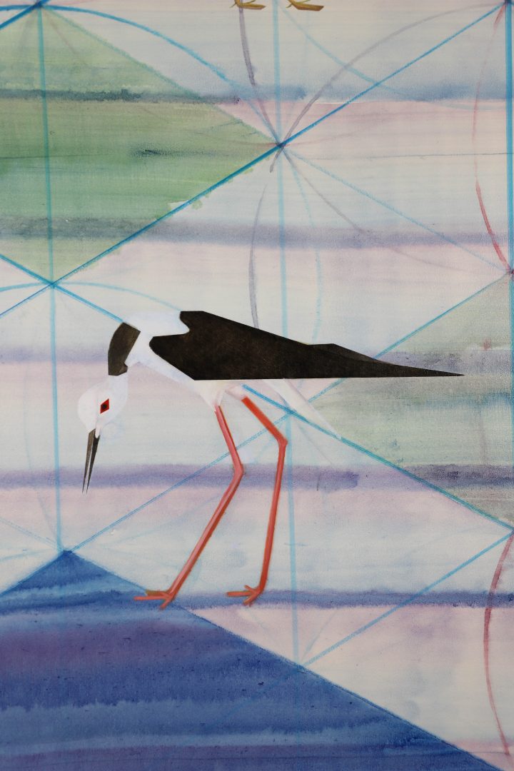 Australian Pied Stilt Himantopus leucocephalus on a geometric ground.